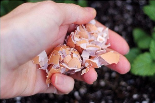 bồn cầu bị tắc